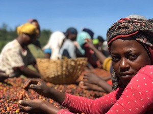 エチオピア　シダマG1　ボナ・ズリア　ウォッシュド　100g