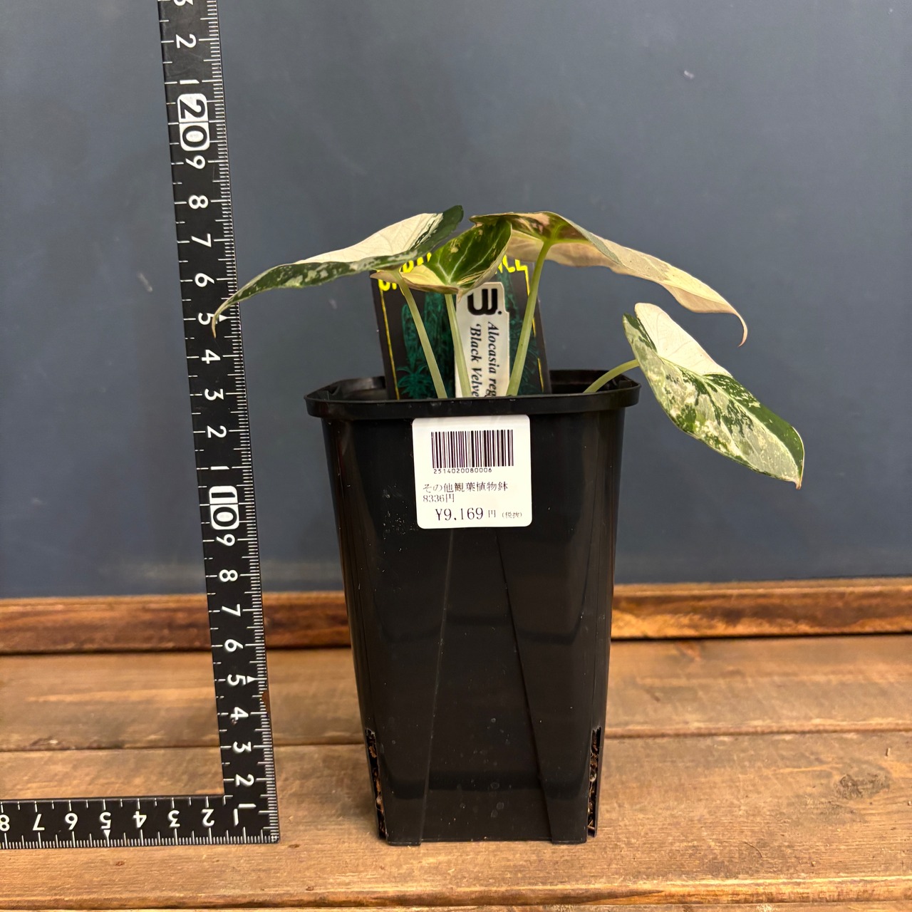 アロカシア　ブラックベルベット　斑入り【088】