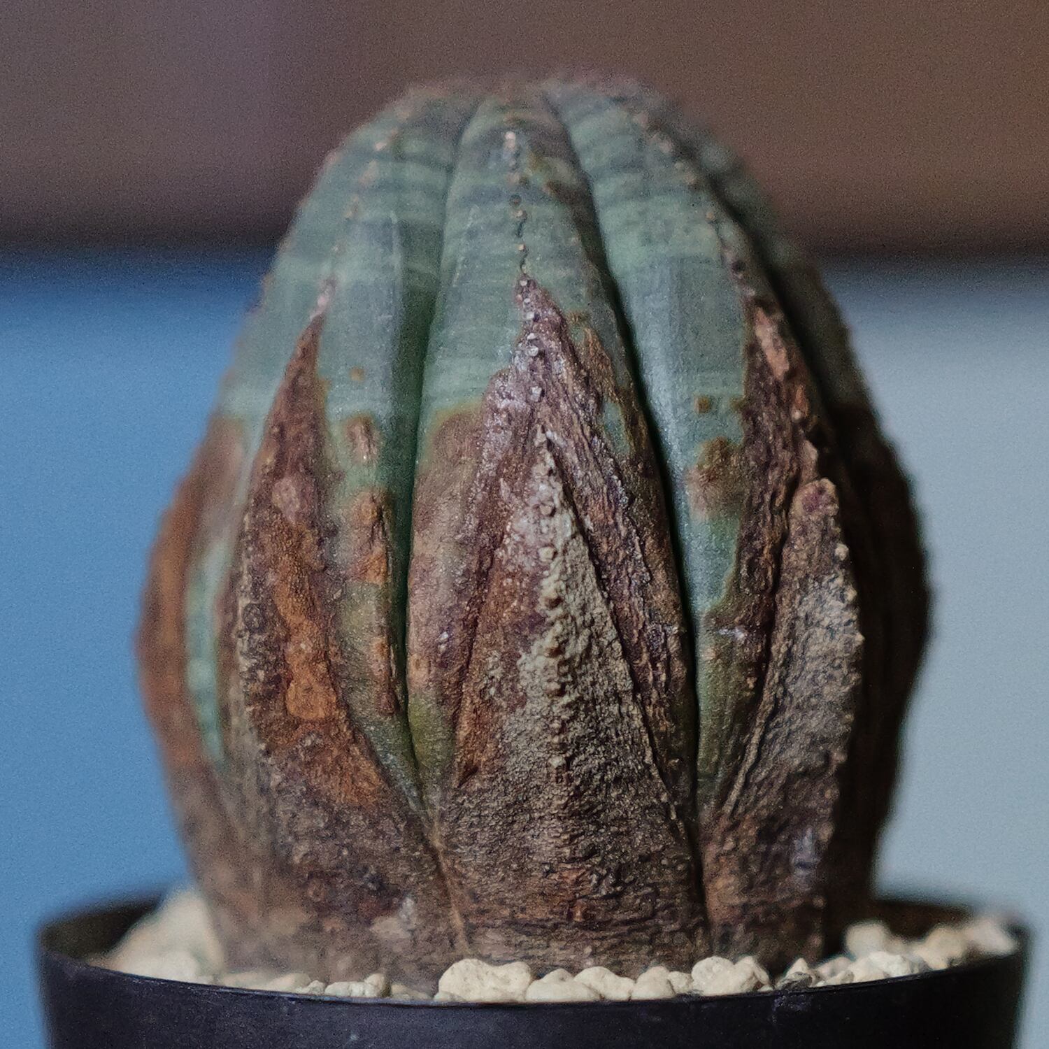 美模様 木質化 オベサ / 良型 ユーフォルビア | LIGHTHOUSE.PLANTS