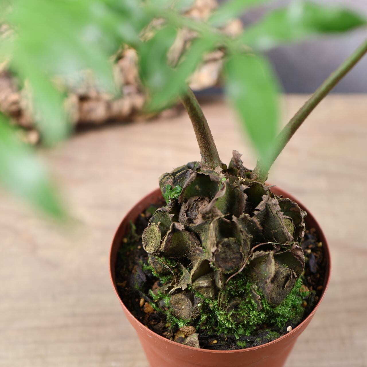 659『リュウビンタイ』 観葉植物【送料無料】 | MARX PLANTS | 観葉