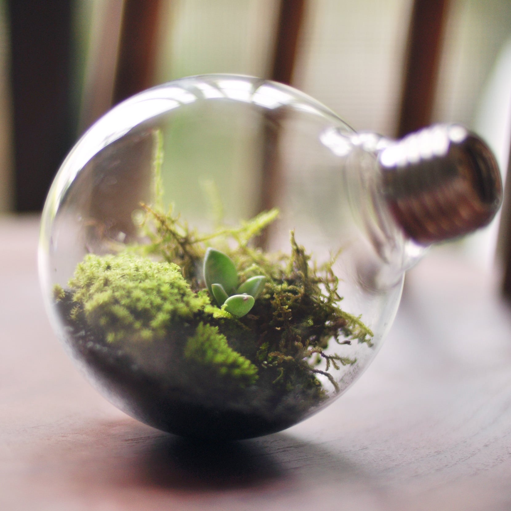 カンタンカワイイ 電球テラリウムキット 箱庭堂