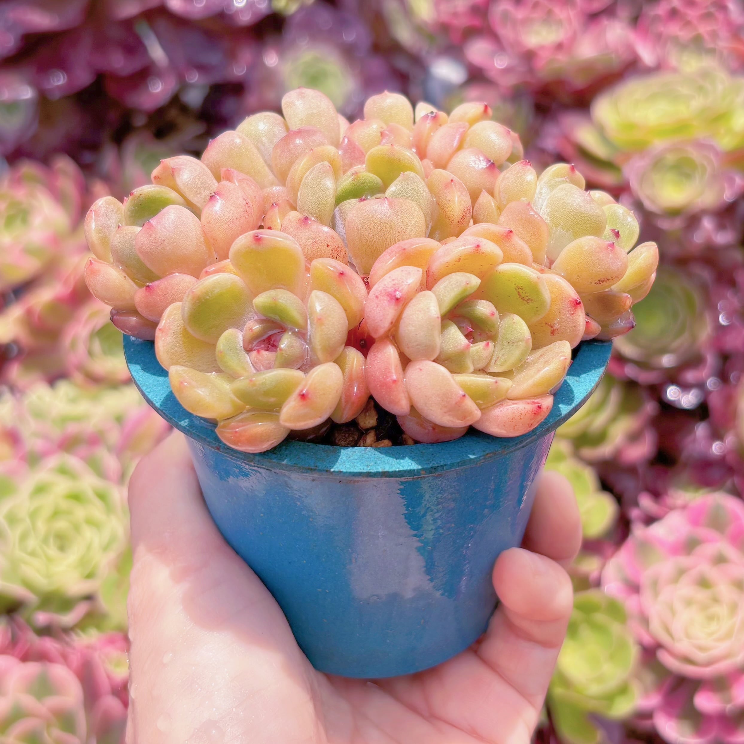多肉植物 レッドラバー(7苗) 新入荷 るる農園 | るる農園~多肉植物専門