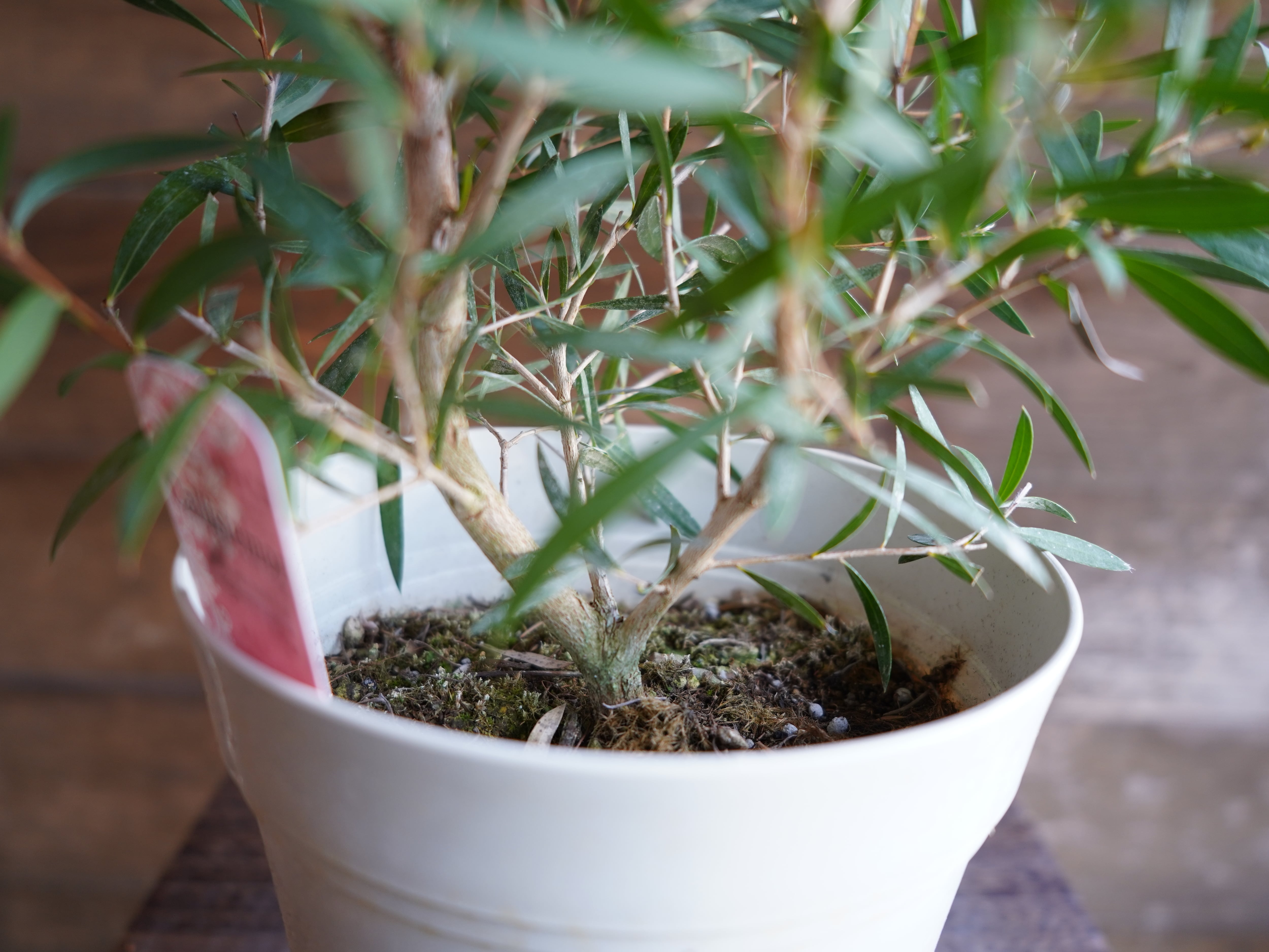 【現物】カリステモン　”ピンディーピンディー”