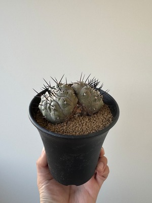 【極上品】Copiapoa cinerea【俺の黒王丸・ダブルヘッド】コピアポアシネレア