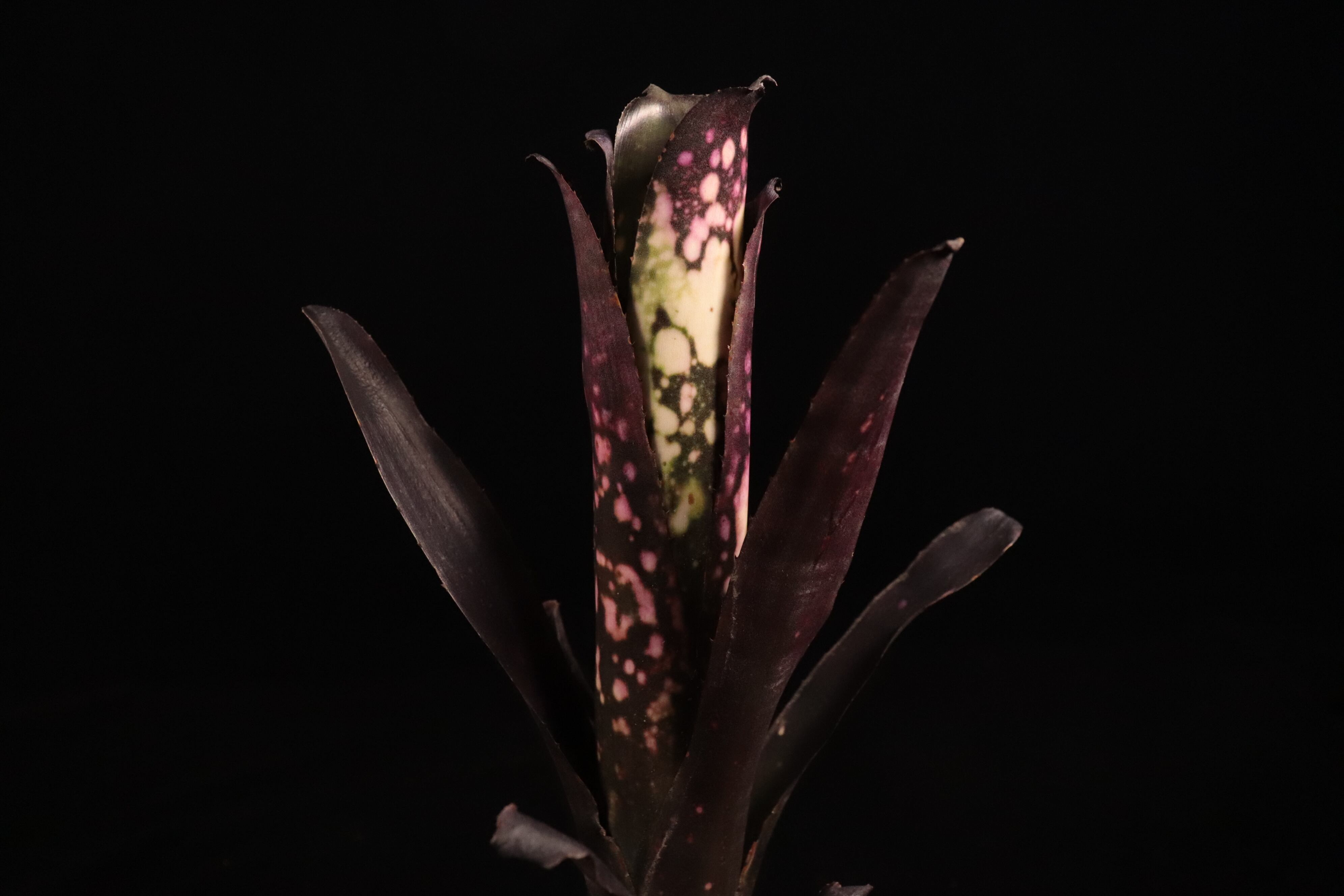 ビルベルギア　花芽付き Billbergia 'Ema' (花芽付き)〔ビルベルギア〕B338 | plane plants
