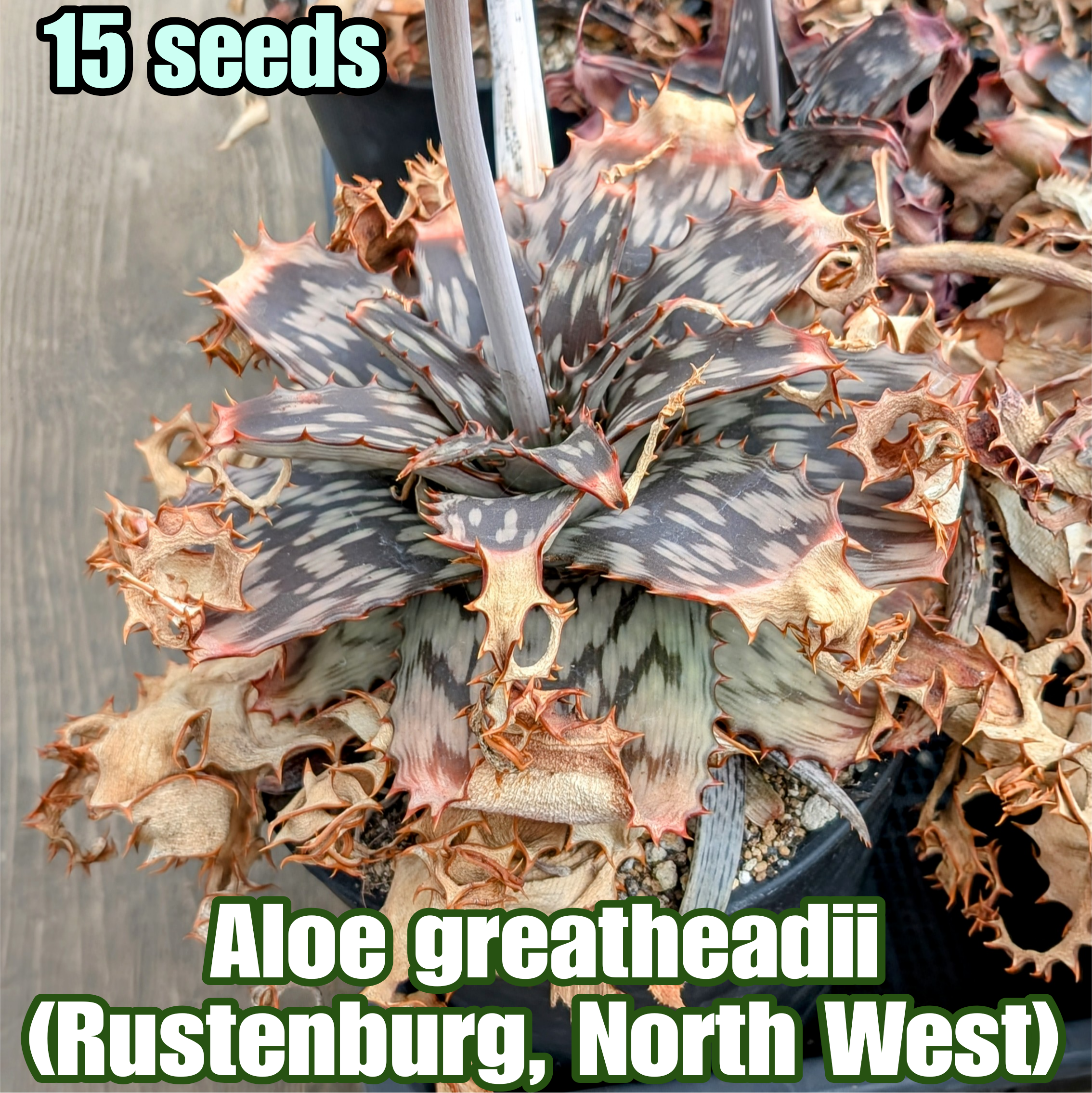 観葉植物 Aloe haggeherensis アロエ ハッゲヘレンシス 実生苗 多肉植物