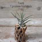 【送料無料】プルイノーサ グアテマラ S〔エアプランツ〕現品発送T2409