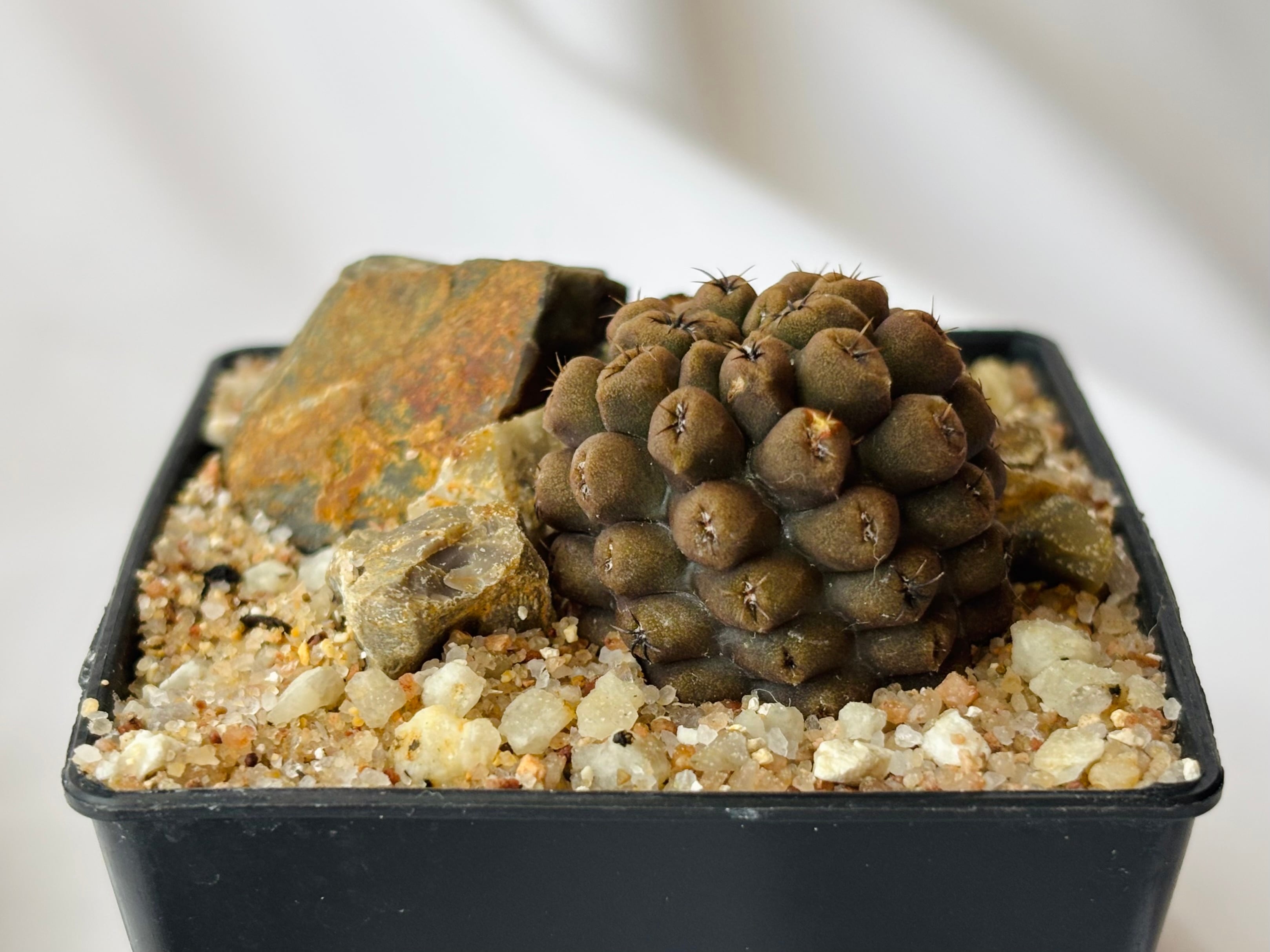 3.サボテン 逆豹丸 Eriosyce bulbocalyx