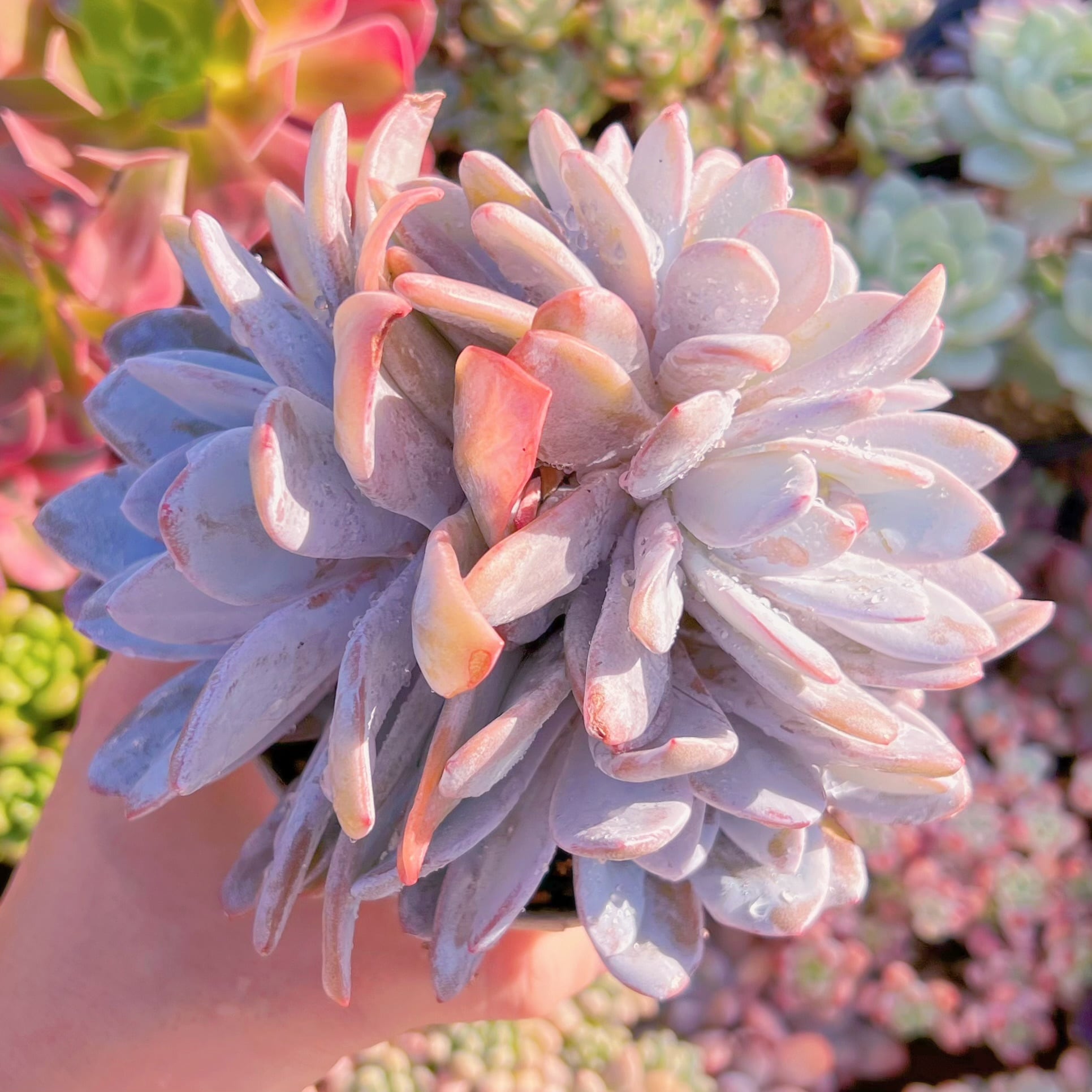 現品　ピンクラウイ#597    大群生　新入荷