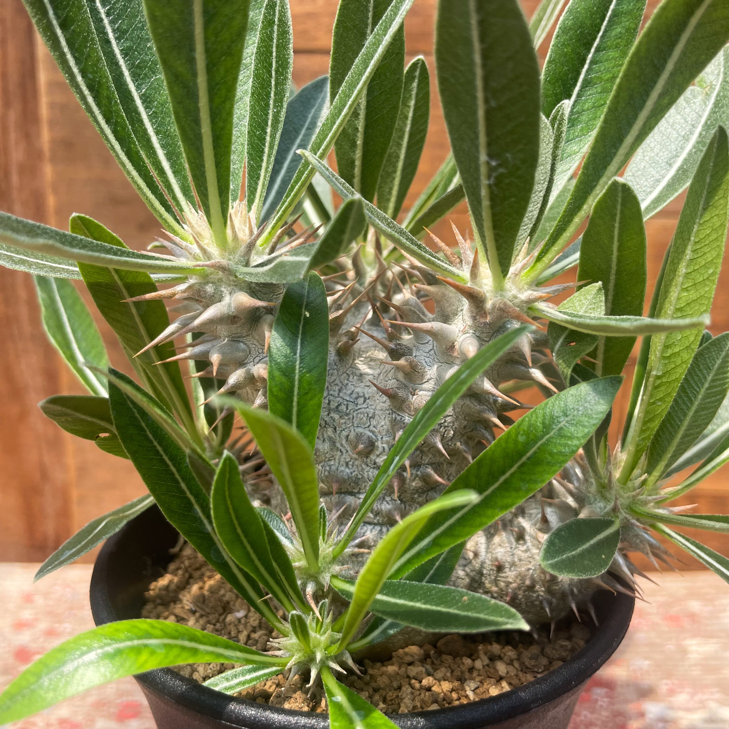 Pachypodium 