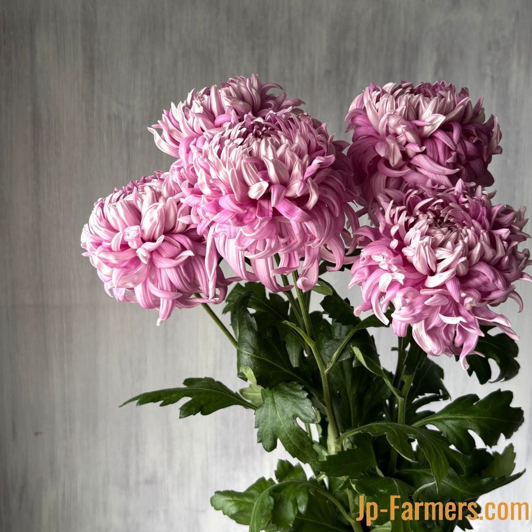 薄いピンク色の多弁性菊 ピンク色の菊 写真素材 [664461] - フォトライブラリー