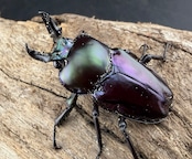 《ニジイロクワガタ Free ♂単》