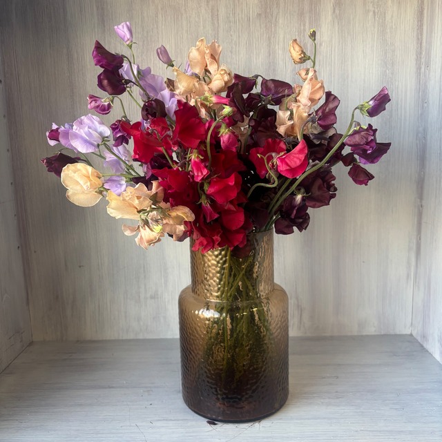 【スイートピーのお宝商品　即出荷】　スイートピー　大人MIX　40本　