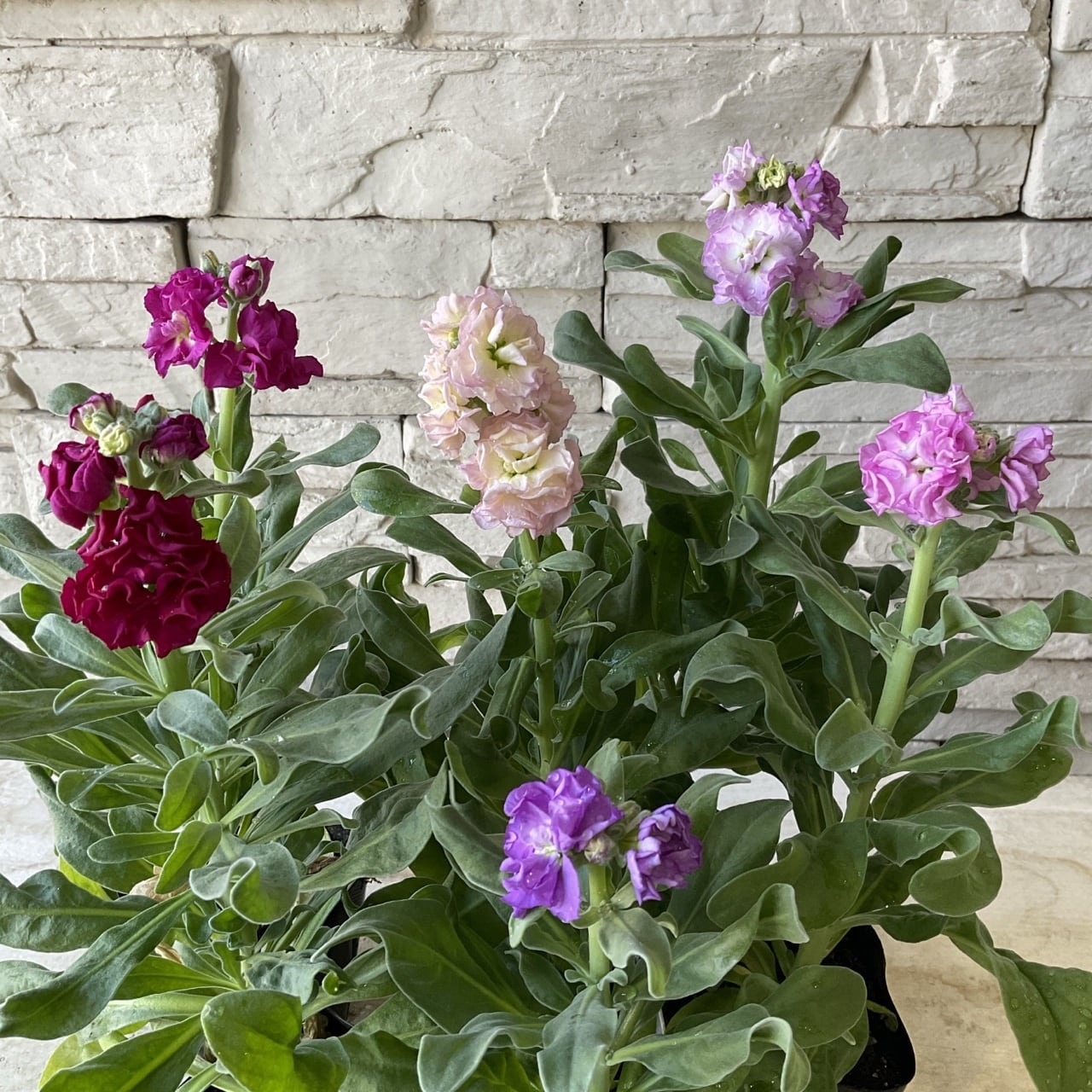 dc3e9e54e6304419eb6957b27b8303