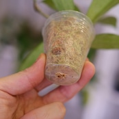 Hoya pubicaly x Pink Silver Ghost⑤ / ホヤ プビカリクス×ピンク シルバーゴースト