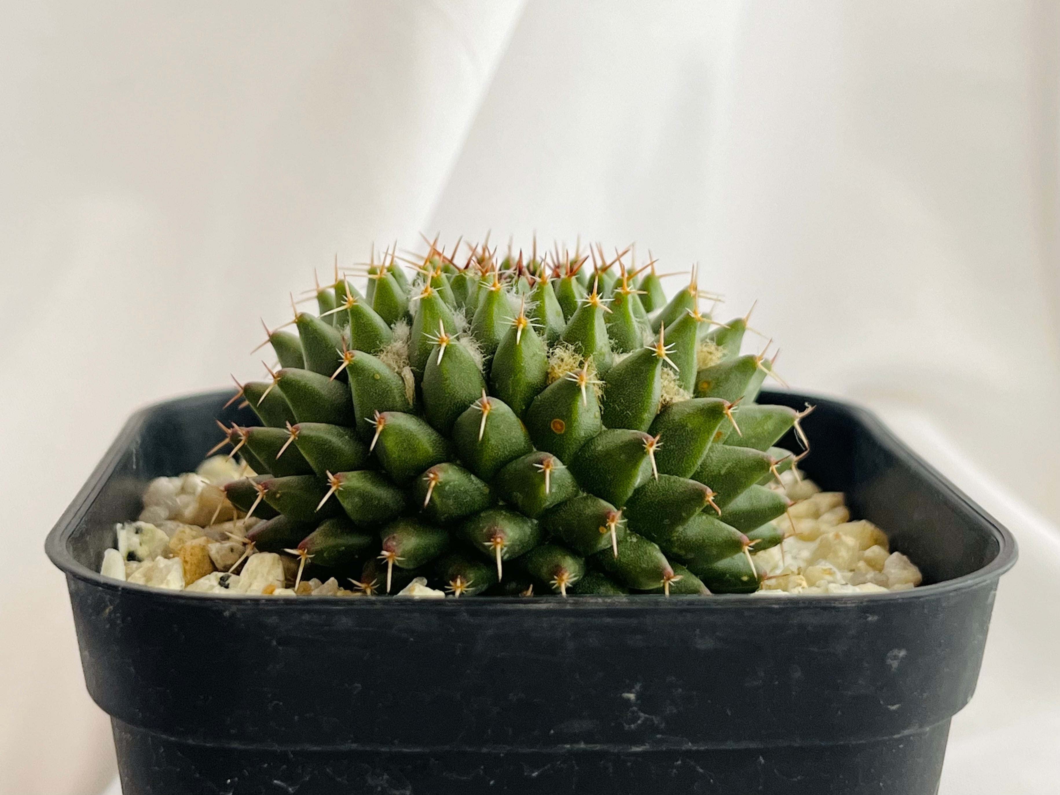 Mammillaria sempervivi v. caput-medusae マミラリア 景清 サボテン