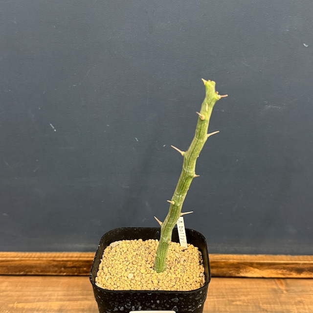 アデニア バリー【394】