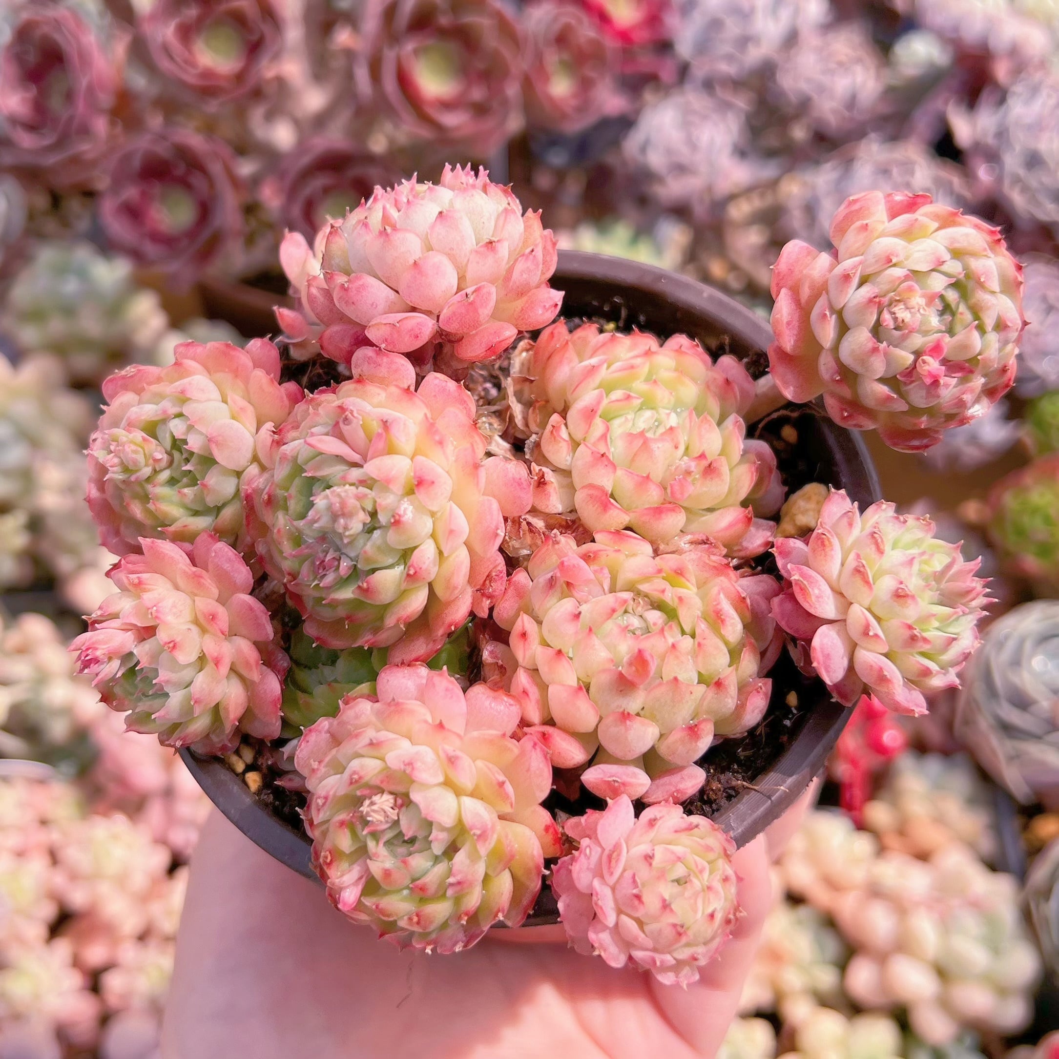 現品　ハチミツボール#2023　群生　るる農園