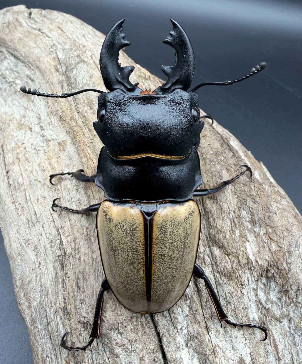 【WD】《カステルナウディツヤ 79mm ペア》