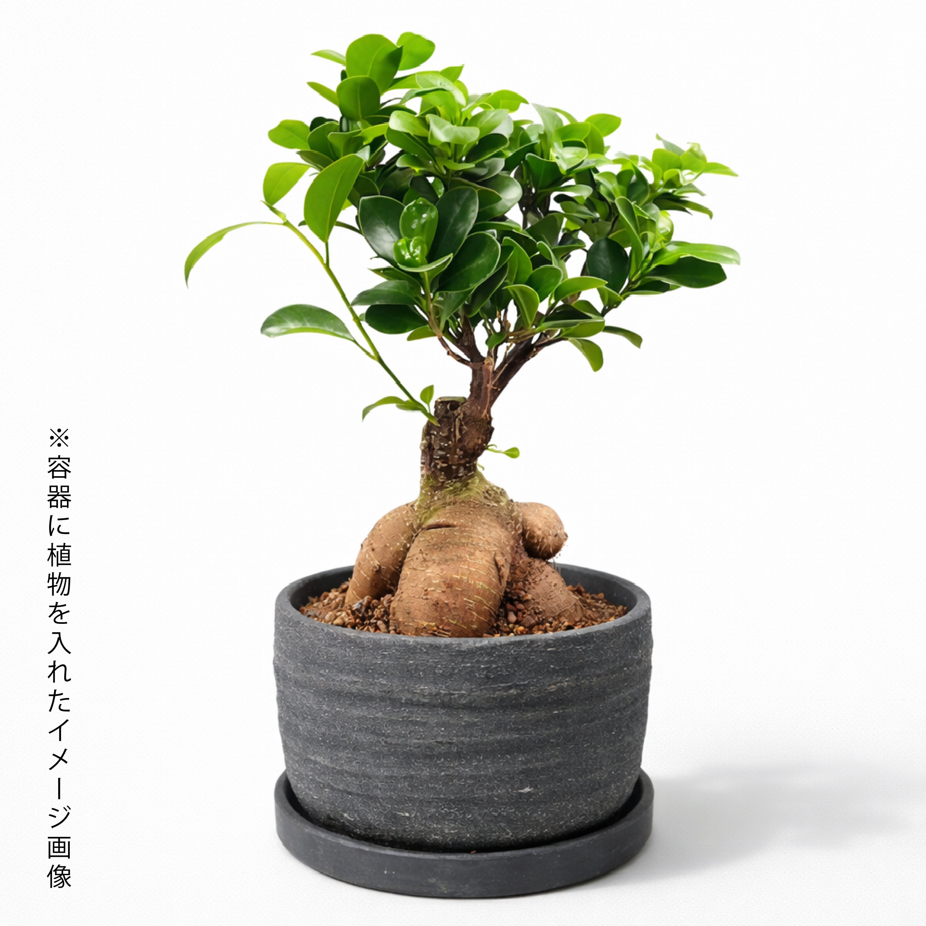 臨場感あふれるお洒落な黒陶器鉢（受け皿付き） | インテリアグリーン