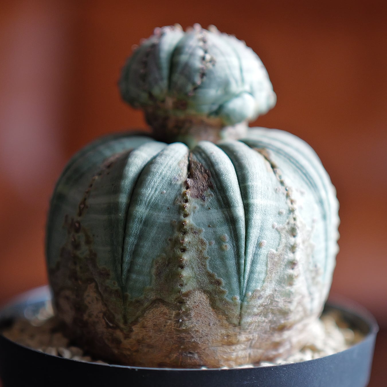 厳選株】成長点潰れ だるま まん丸 オベサ / 木質化 ユーフォルビア