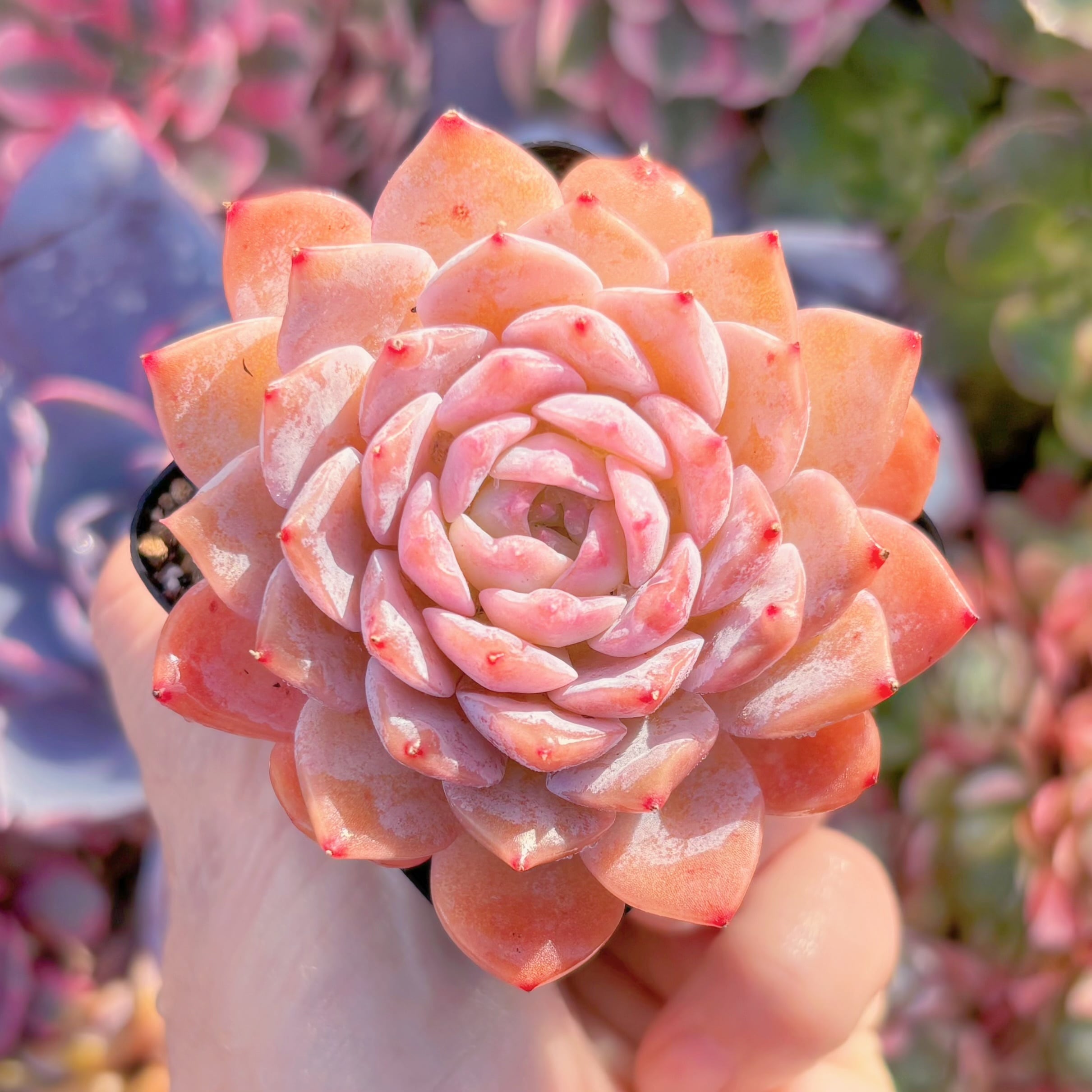 現物　エリー女王#K043　るる農園