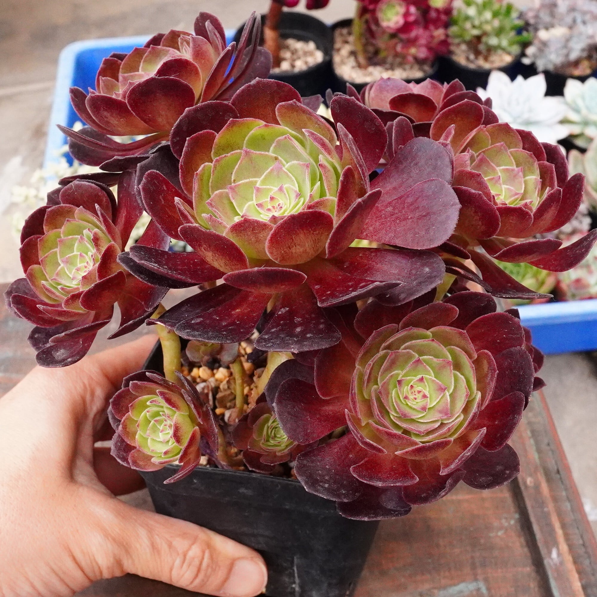 多肉植物 | E-TANIKU 初めまして。多肉植物初心者です。何も分からず