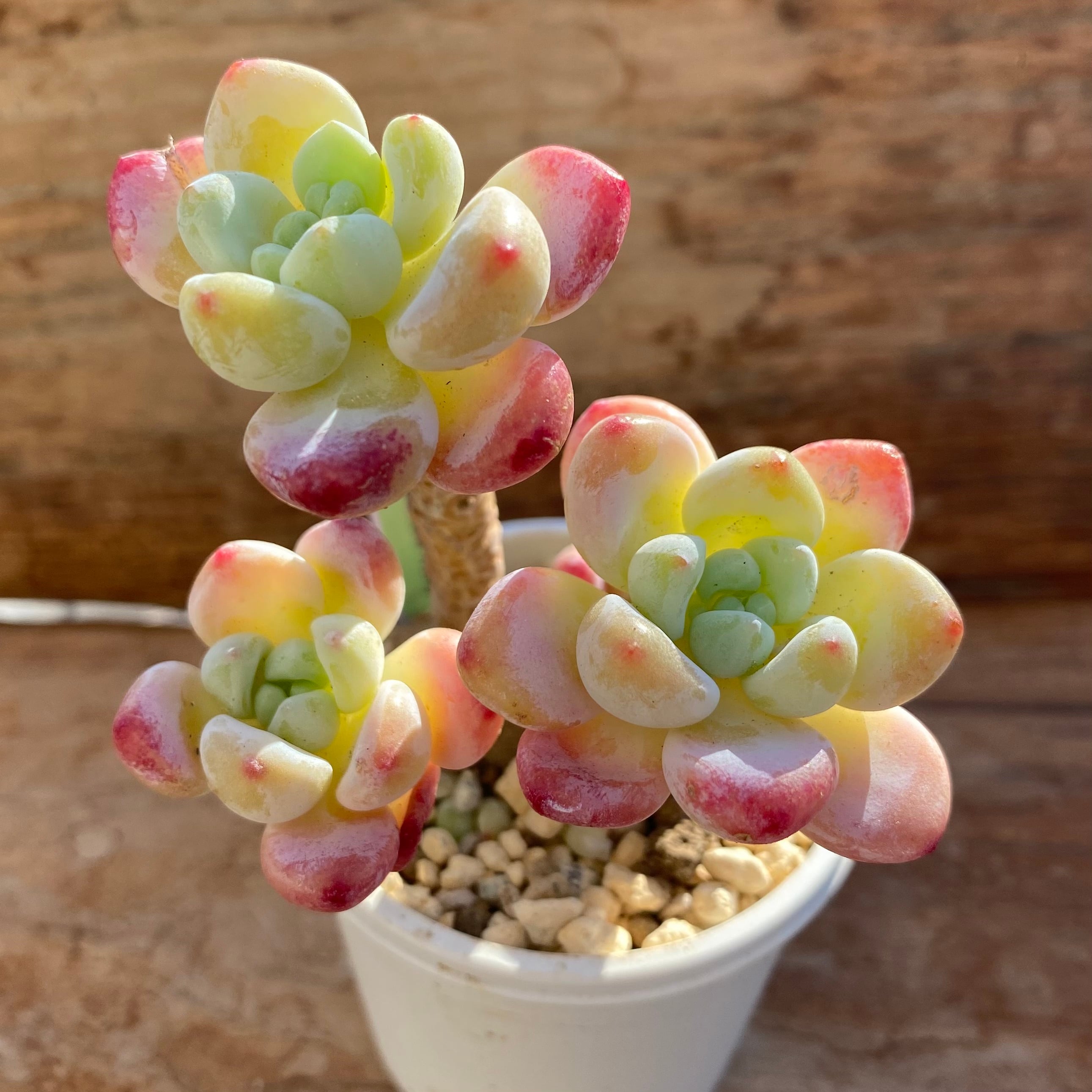 セダム チェリーブロッサム ローリー 群生(カット苗) | mocono_plants