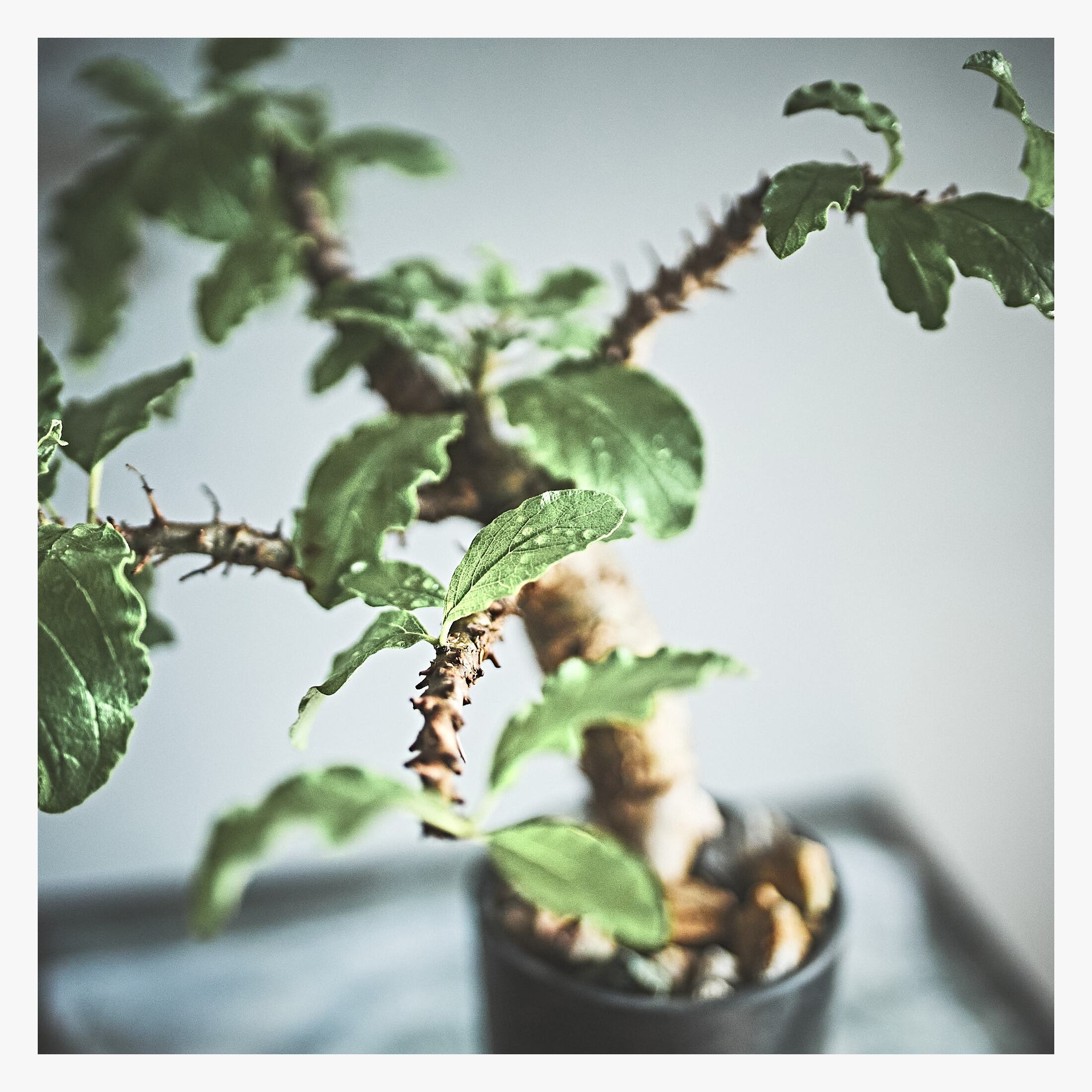 【新着株】セサモタムナス ブッセアナス2 発根済株セサモタムナス ブッセアナス① パキプス⁄アガベ⁄パキポディウム