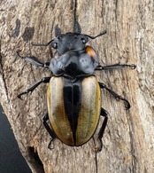 【WD】エラー個体《ラコダールツヤクワガタ 78.5mm A’品ペア》