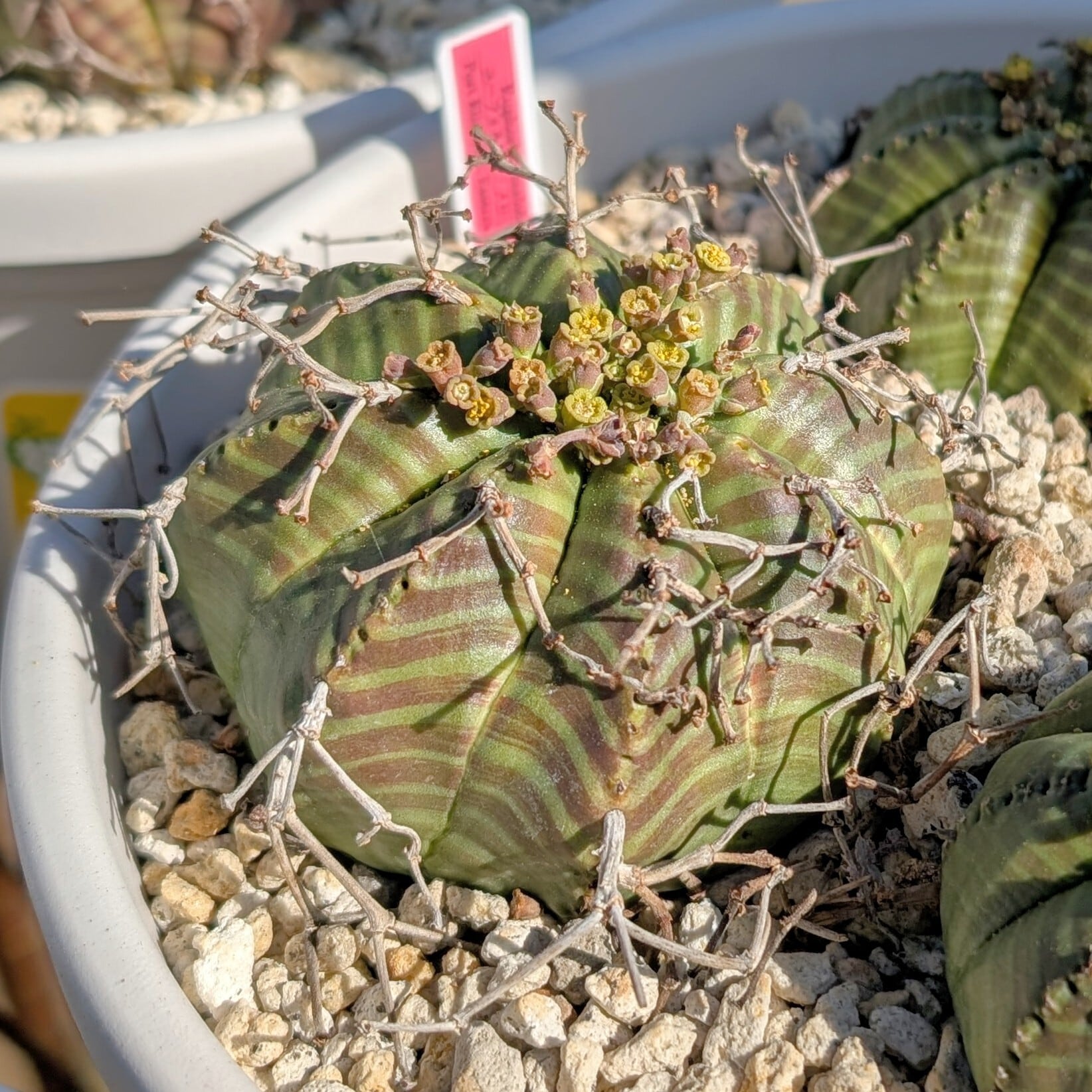 種子/5粒】Euphorbia meloformis (Port Elizabeth, RSA