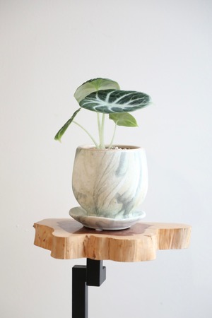 【S】アロカシア ニンジャ/Alocasia reginula Ninja　※陶器鉢付き