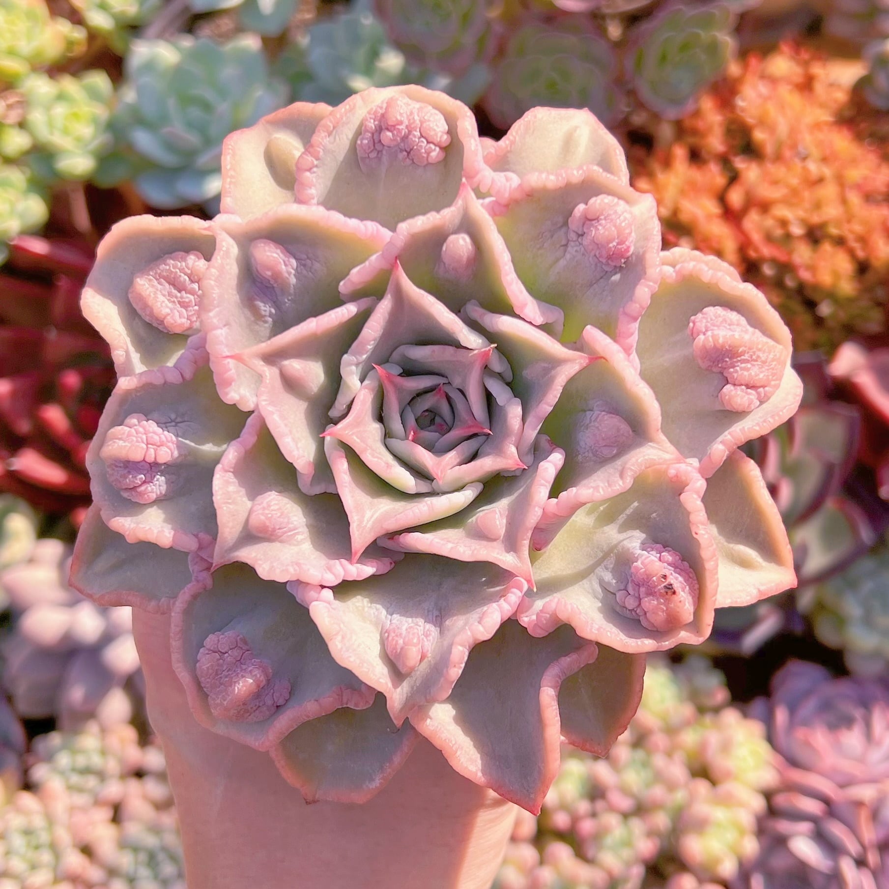 現物　コブマディバ#005　新入荷　るる農園