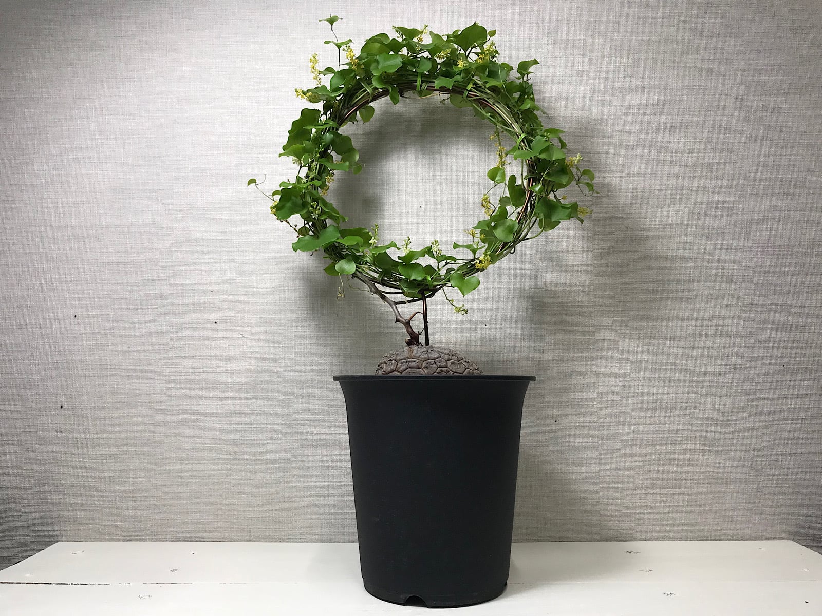 ディオスコレア エレファンティペス