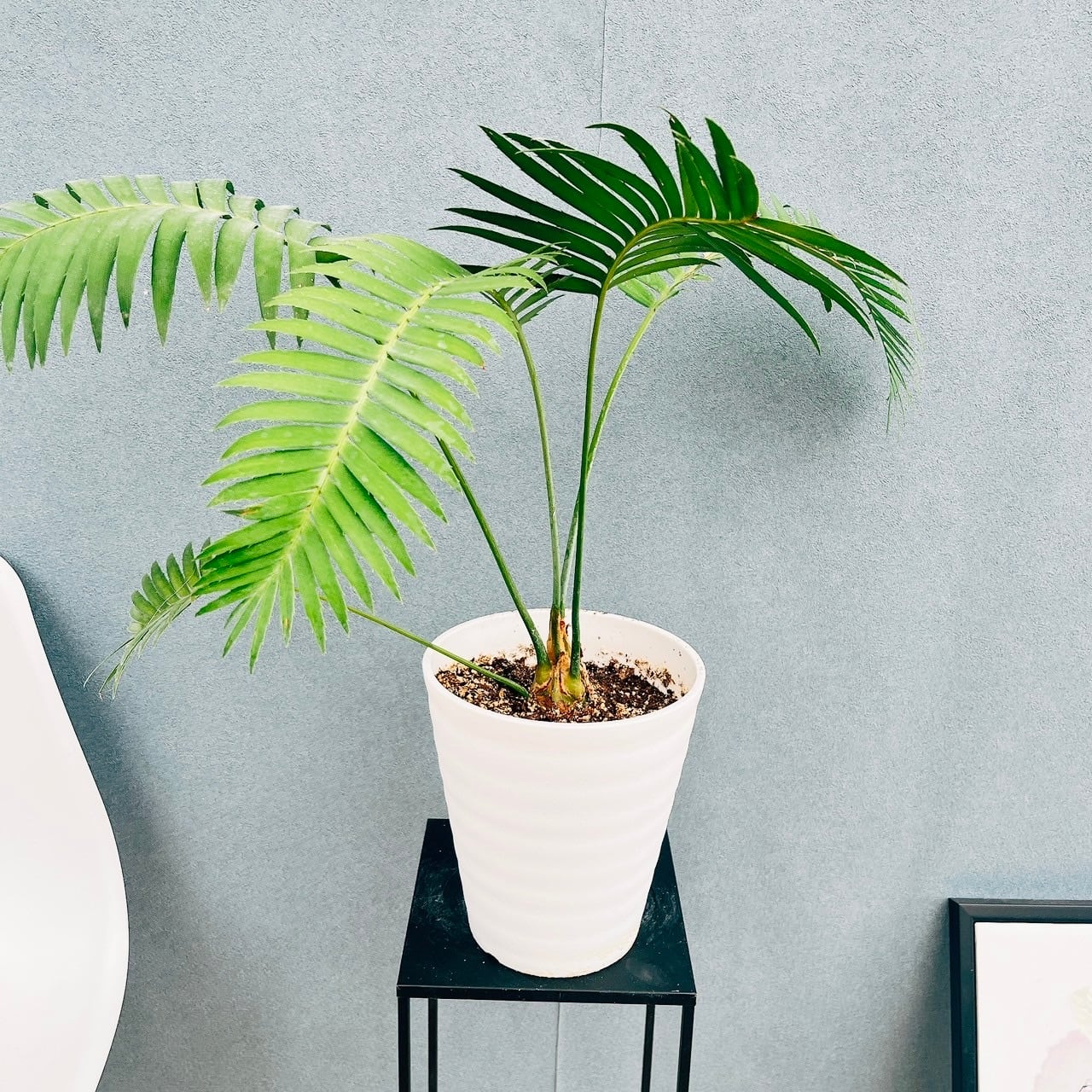 アンスリウム ドラヤキ × レッドクリスタリナム / Anthurium Dorayaki