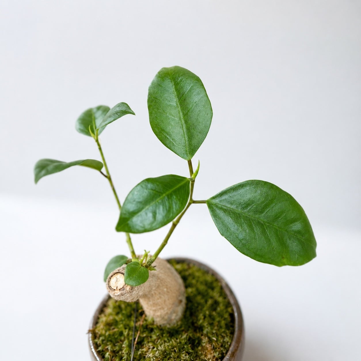 多幸の木」和風な鉢に植えられたお洒落なガジュマル | インテリア