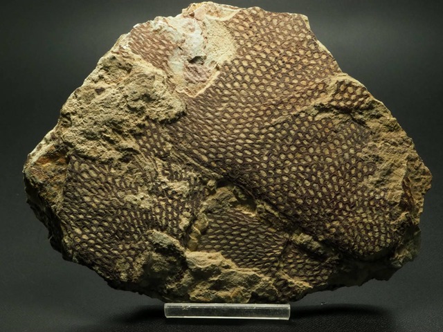 グラプトライト（フデイシ）の化石【Araneograptus murrayi】モロッコ王国産/筆石