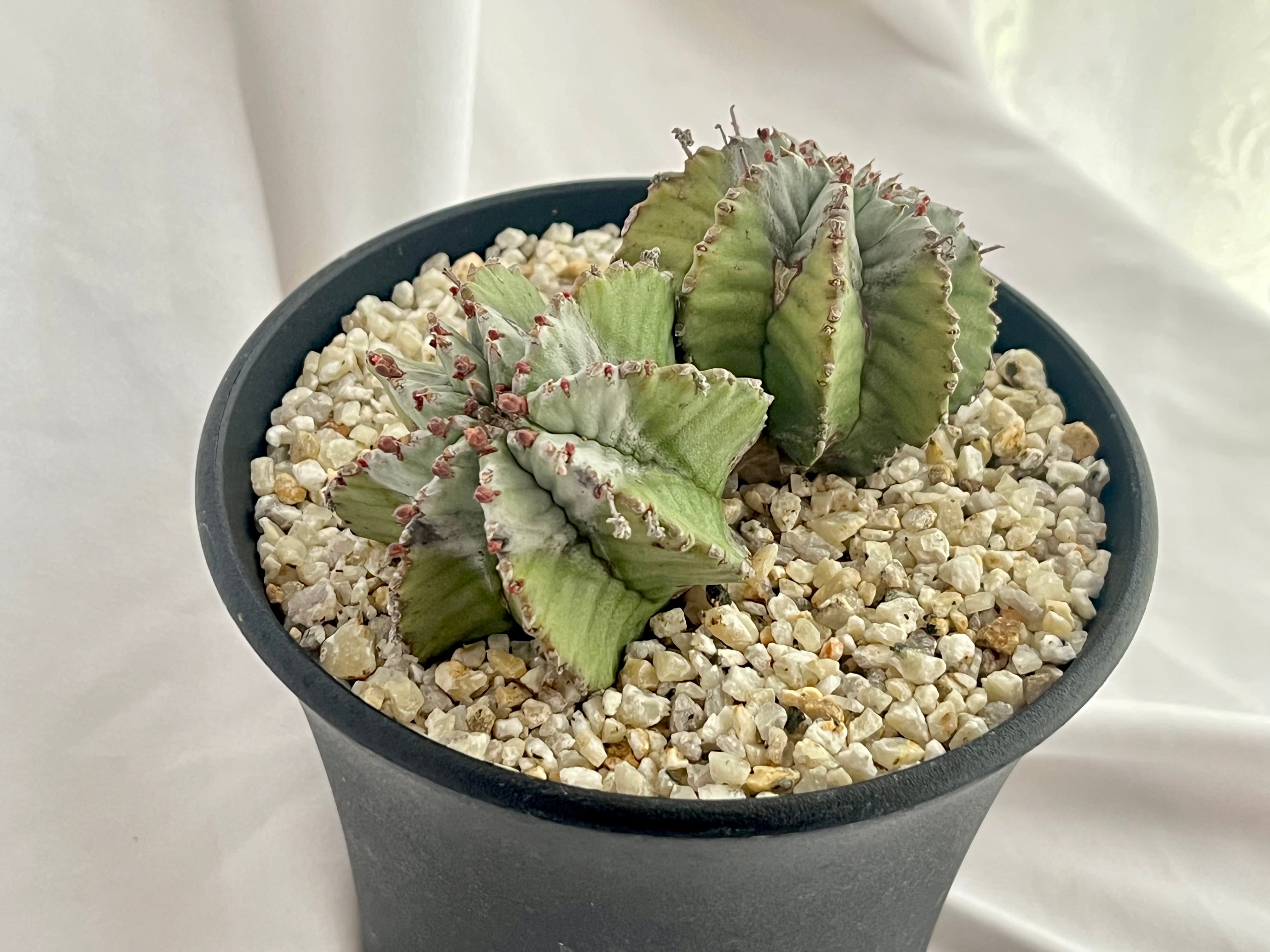 Euphorbia Horrida ユーフォルビア・ホリダ 白衣胴太 多肉植物 Euphorbia Horrida ユーフォルビア・ホリダ 白衣胴太 多肉植物