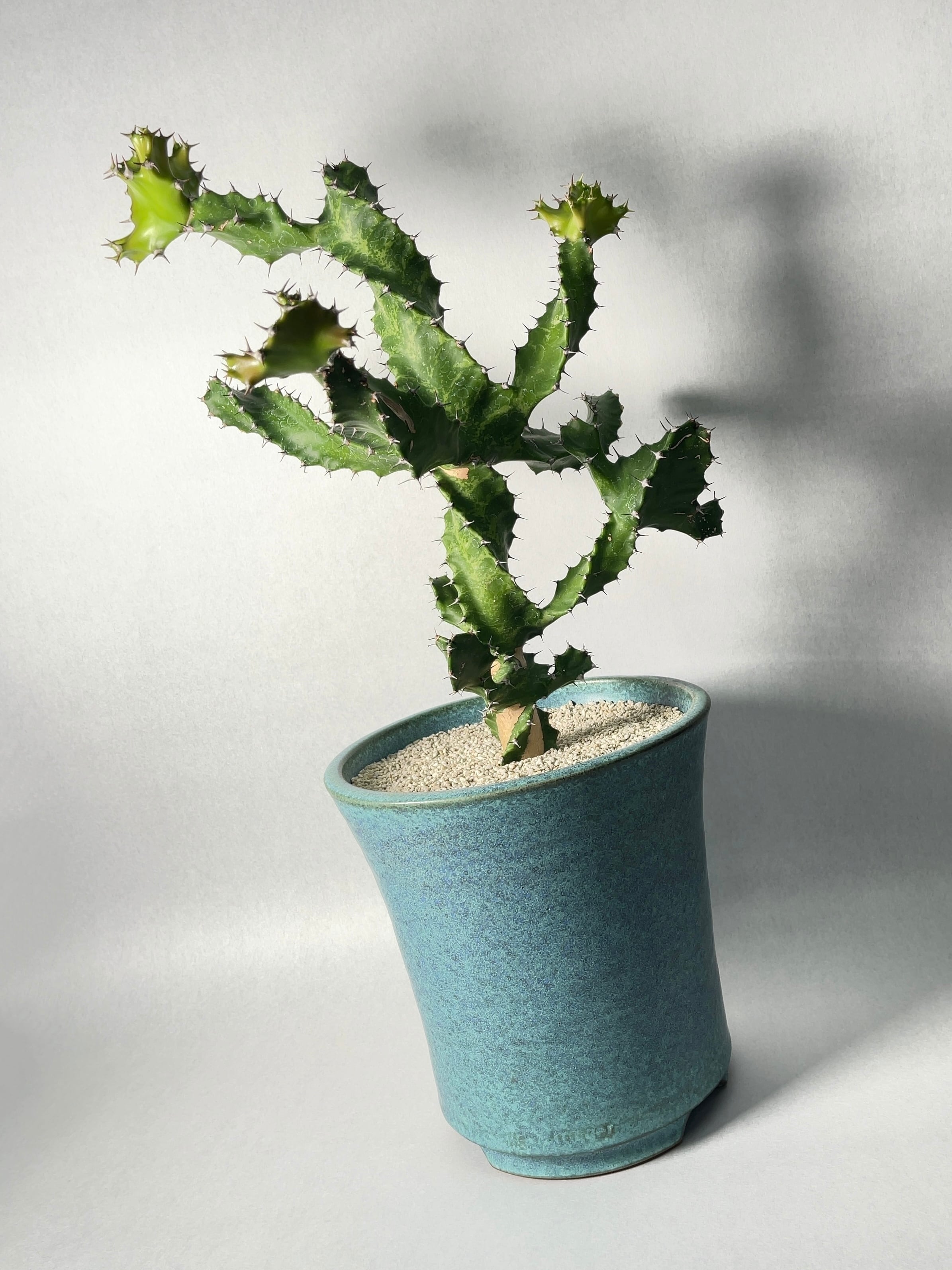 ユーフォルビア・トルティリス | trigger