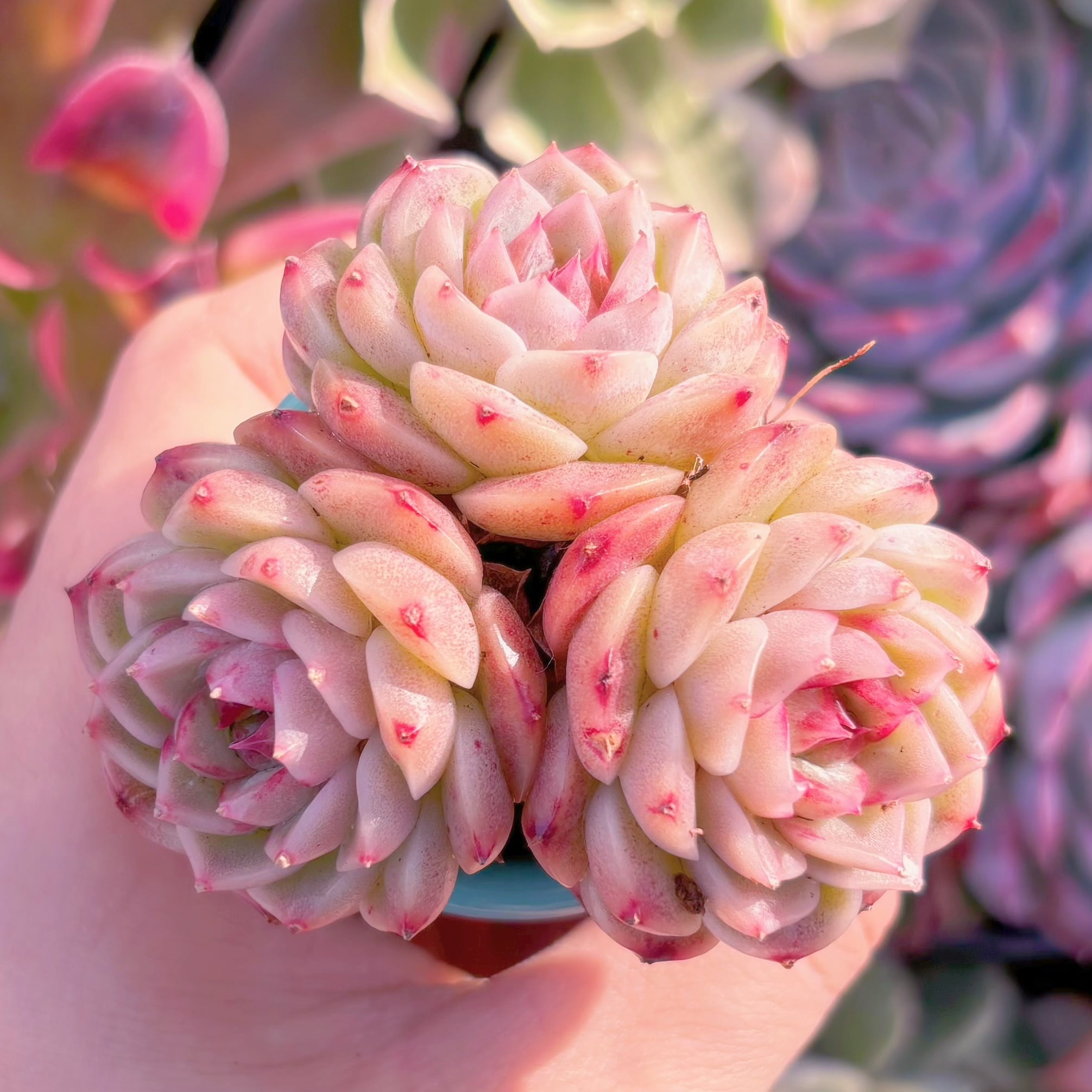 多肉植物　レッドベルベット　群生3頭から　新入荷　るる農園