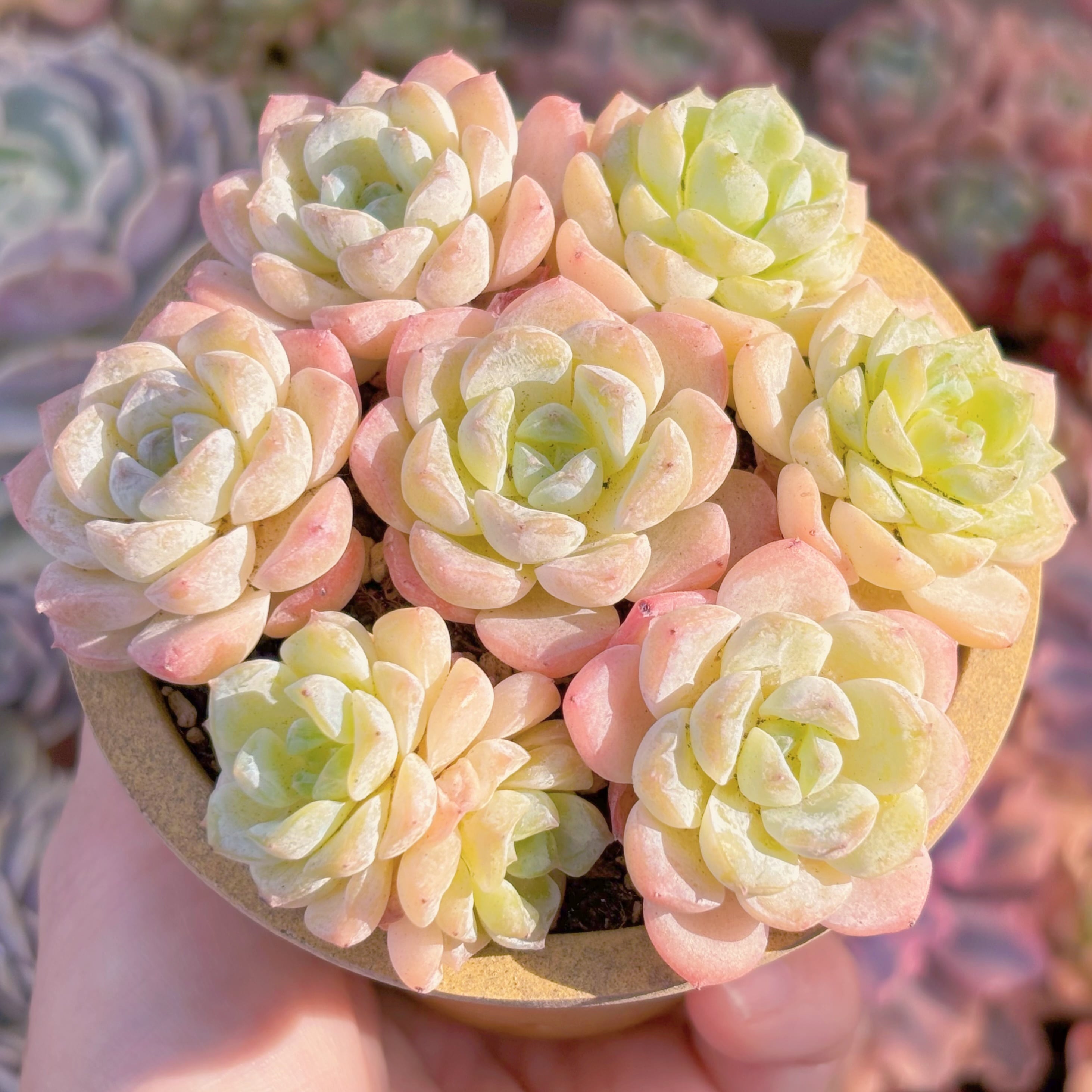 多肉植物 浣紗(7苗) 新入荷 るる農園 | るる農園~多肉植物専門
