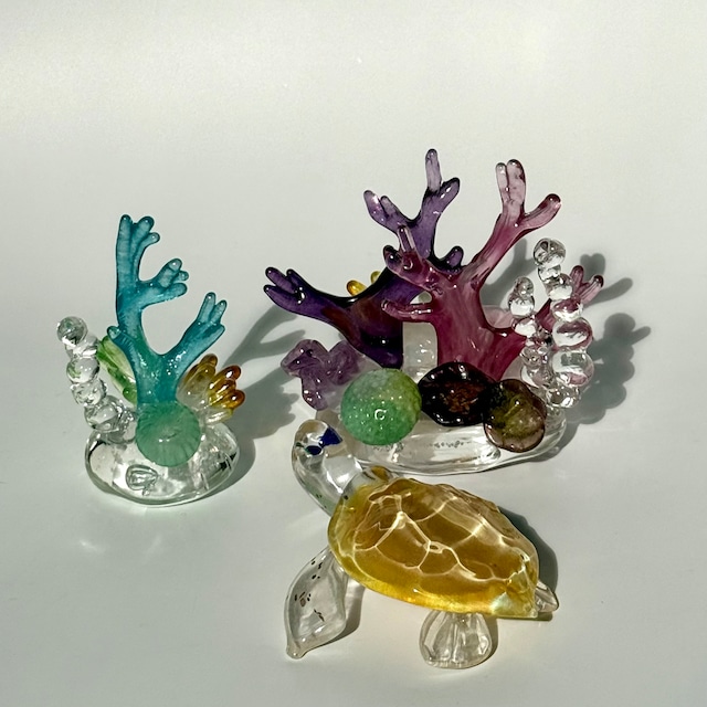 岩沢 達 ウミガメ 1