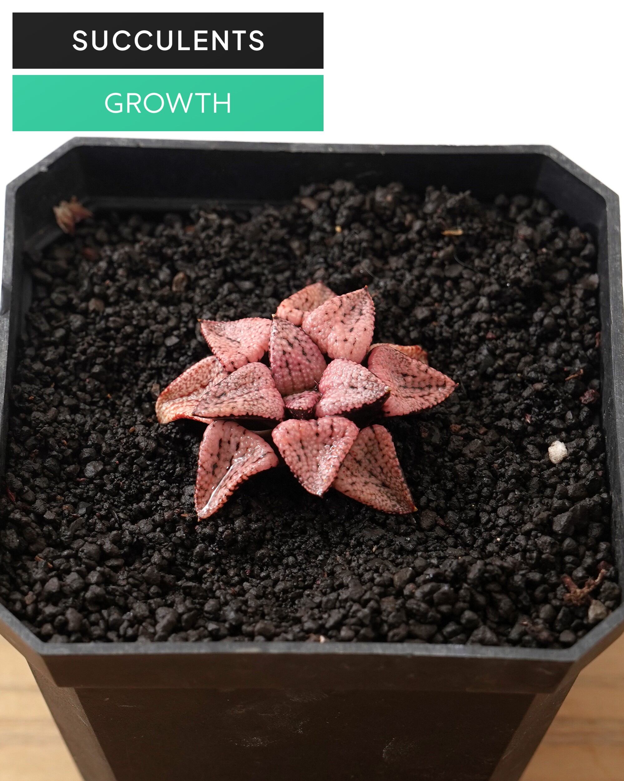 ブランド・レア度 | PUKUBOOK SUCCULENTS