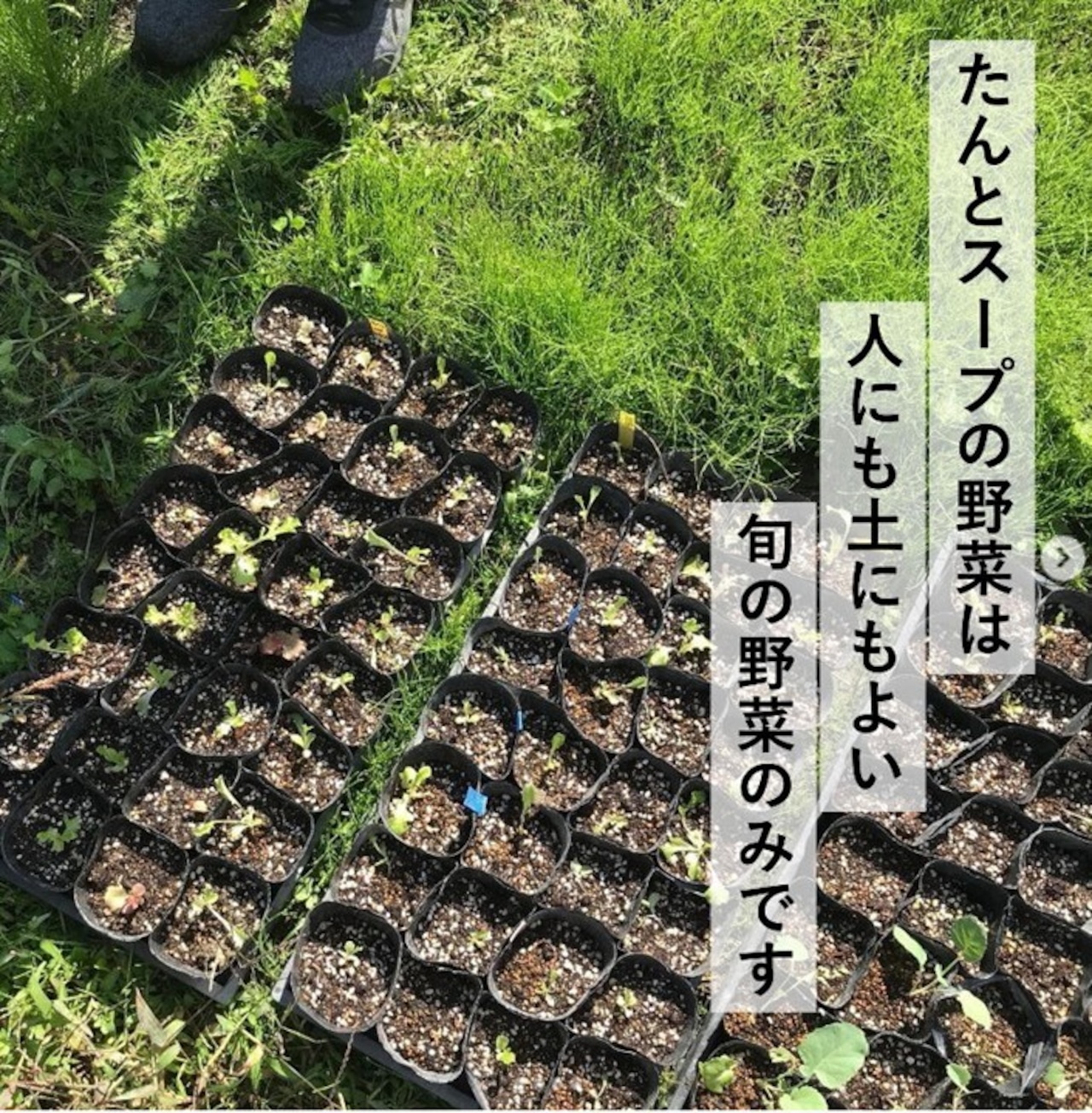 たんとスープ 旬の野菜をたっぷり食べるスープセット(4種)・画像8