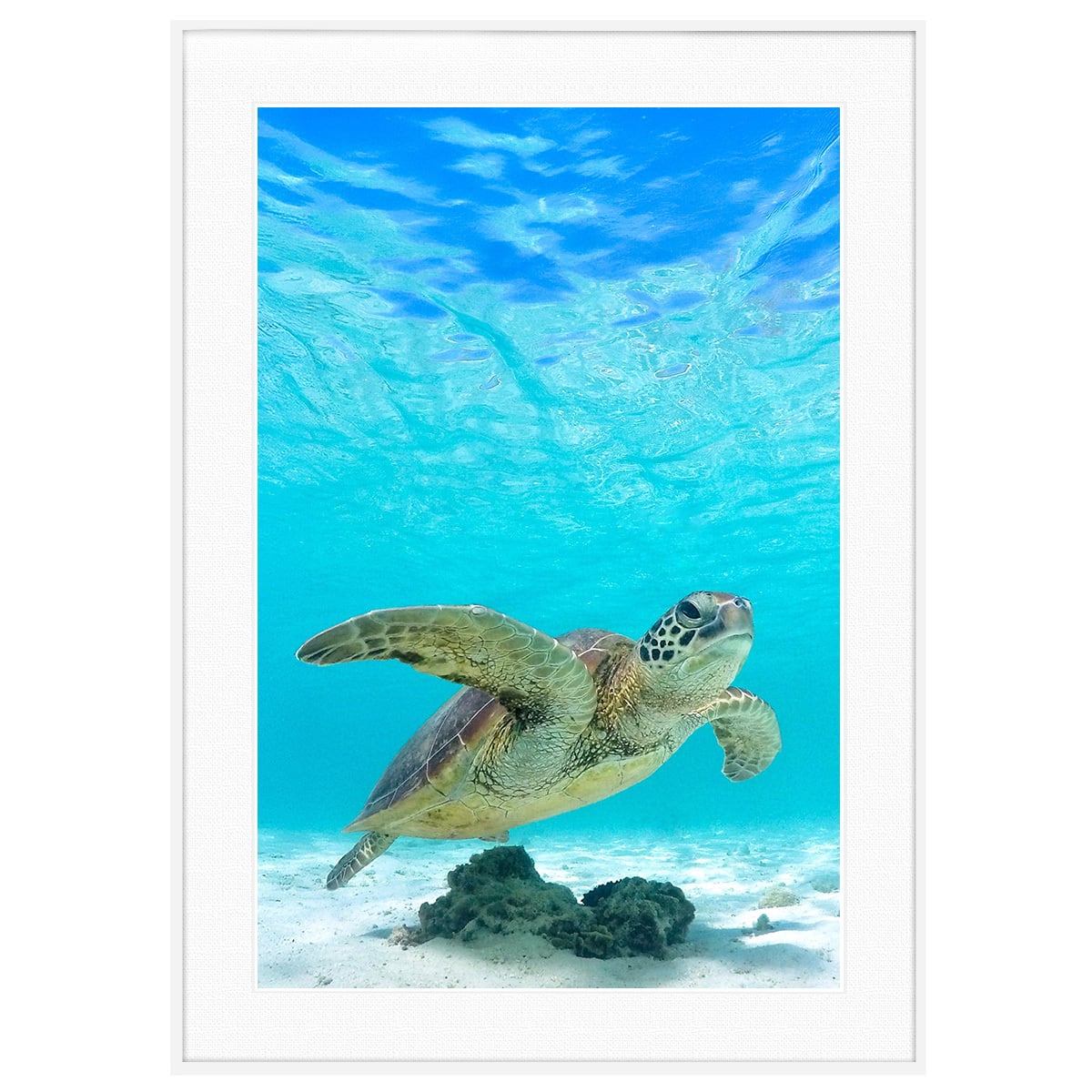 夏写真 ウミガメ インテリアアートポスター額装 AS4786