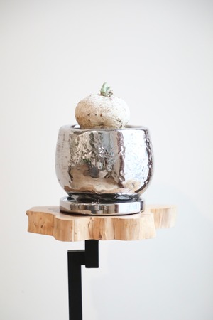 【M】ヤトロファ カタルティカ ベルランディエリ/Jatropha cathartica　※陶器鉢付き