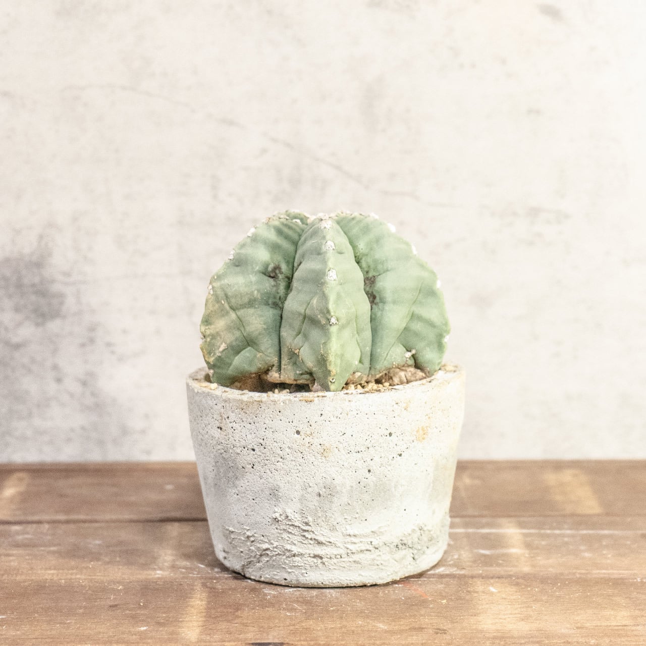 【幾何学的な五角形が美しい】碧瑠璃鸞鳳玉（ヘキラン）。無骨でインダストリアルな手づくりモルタル鉢とセット。一株ごとの厳選仕入れで安心。｜虫発生抑制｜送料全国一律850円