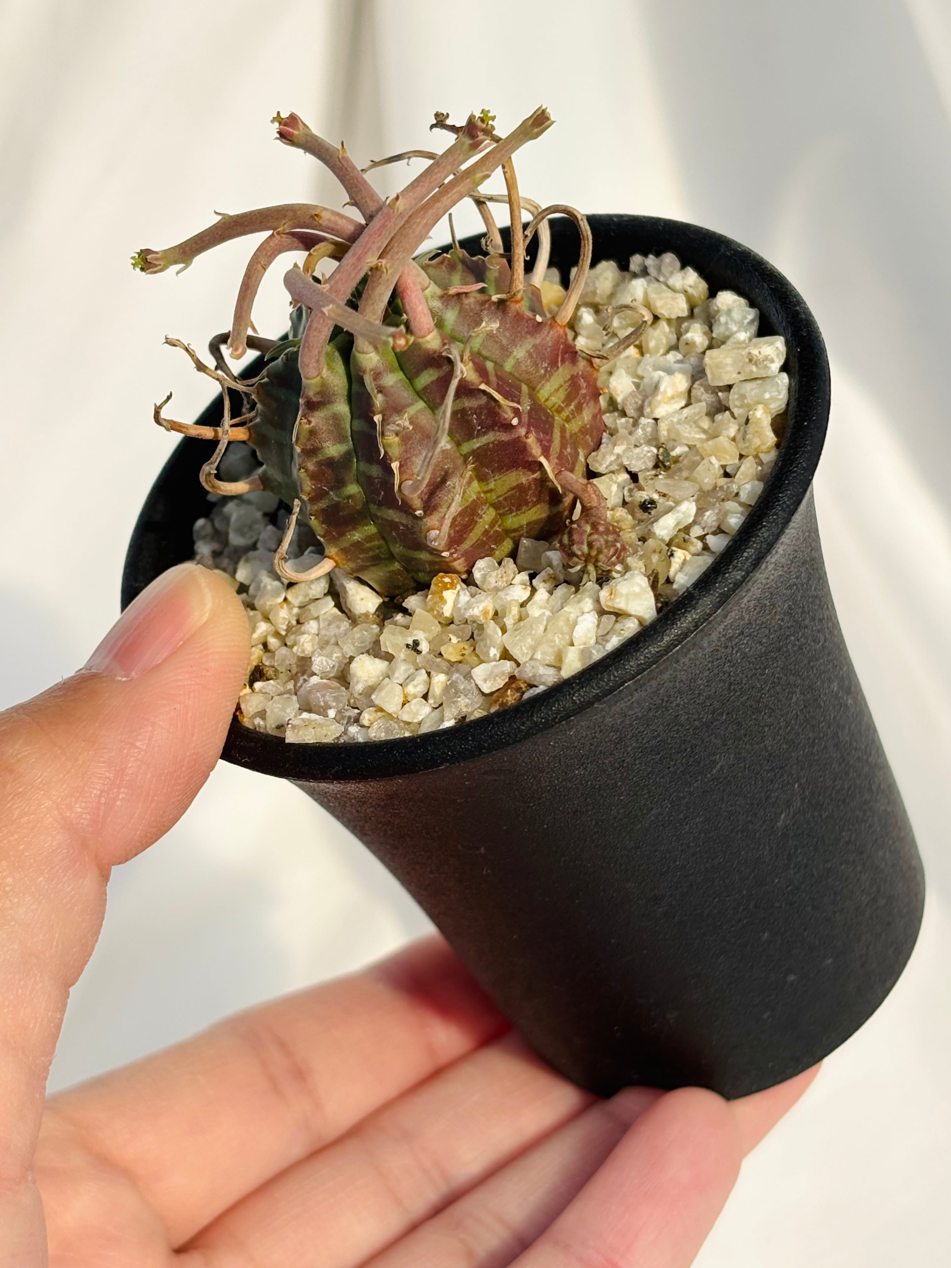 Euphorbia valida ユーフォルビア スーパーブラックバリダ 強刺選抜