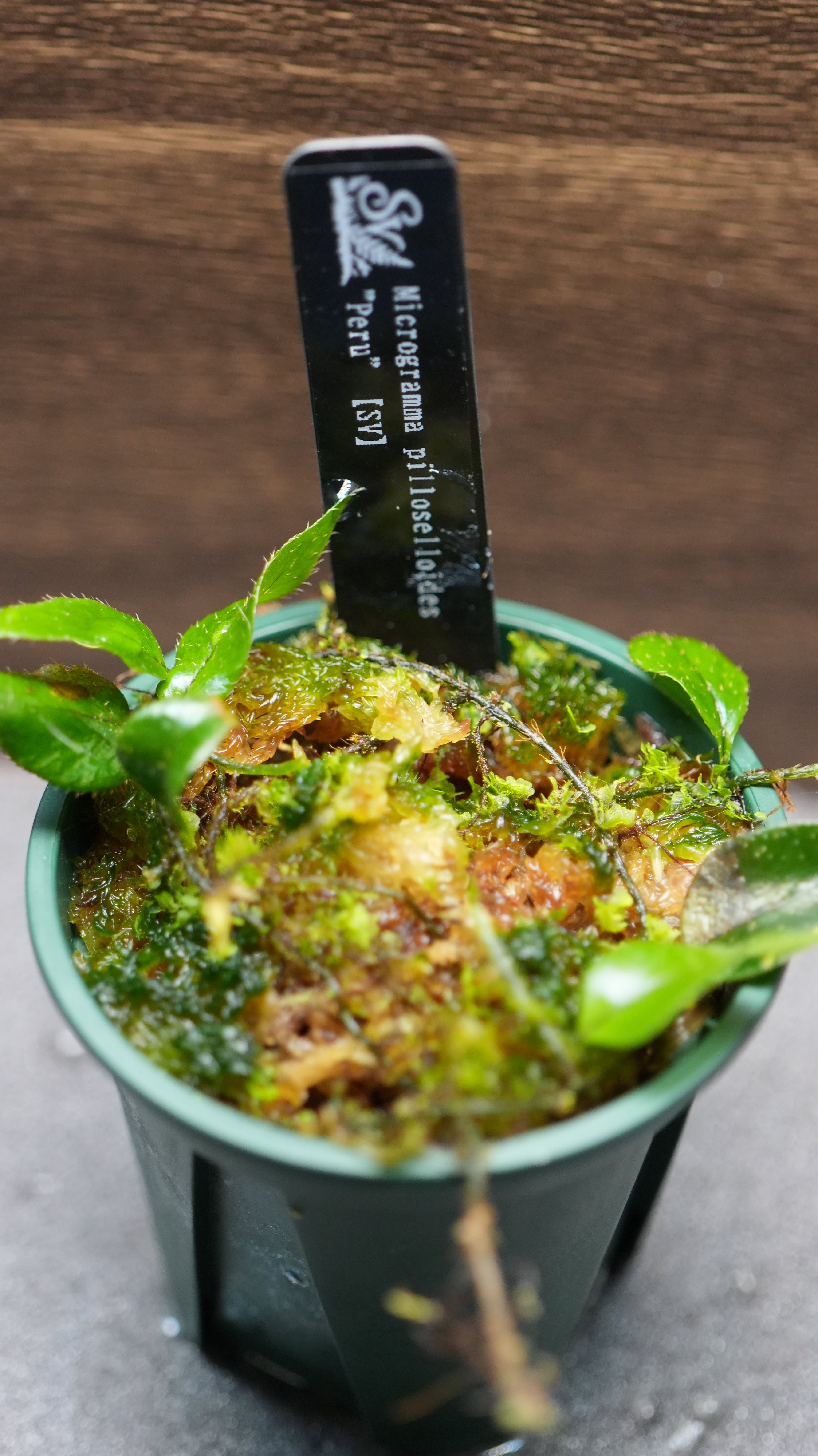 SCALE_VIVARIUM | 蝉ノナキガラ