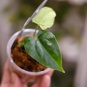 Anthurium Ralph Lynam / アンスリウム・ラルフ・リナム